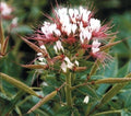 Red White Spider Flower Seeds - 100 Perennial Seeds Clome Spinosa for Bees - US Seller