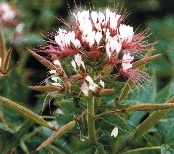 Red White Spider Flower Seeds - 100 Perennial Seeds Clome Spinosa for Bees - US Seller