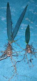 Dwarf Palmetto Palms Live Plants 10-Pack Sabal Minor Young Trees