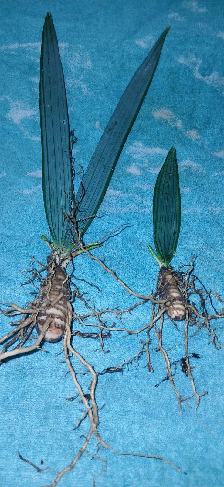 Dwarf Palmetto Palms Live Plants 10-Pack Sabal Minor Young Trees