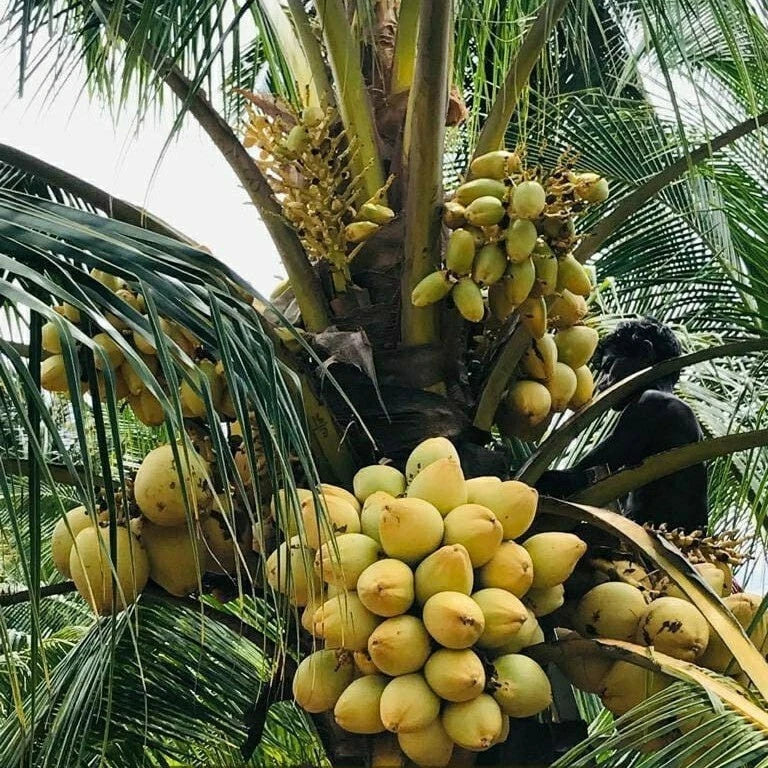Pack of 2 Sprouted Yellow Dwarf Coconut Trees 6–8" – Rare Live Plant from Costa Rica (Cocos nucifera)