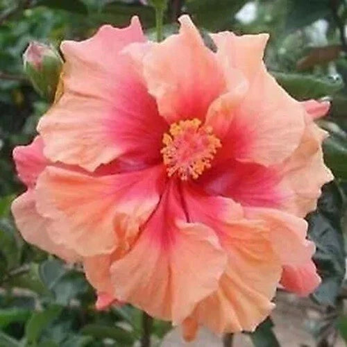 Double Pink Orange Hibiscus Seeds - 20 Perennial Flower Seeds - Hibiscus rosa-sinensis - US Seller