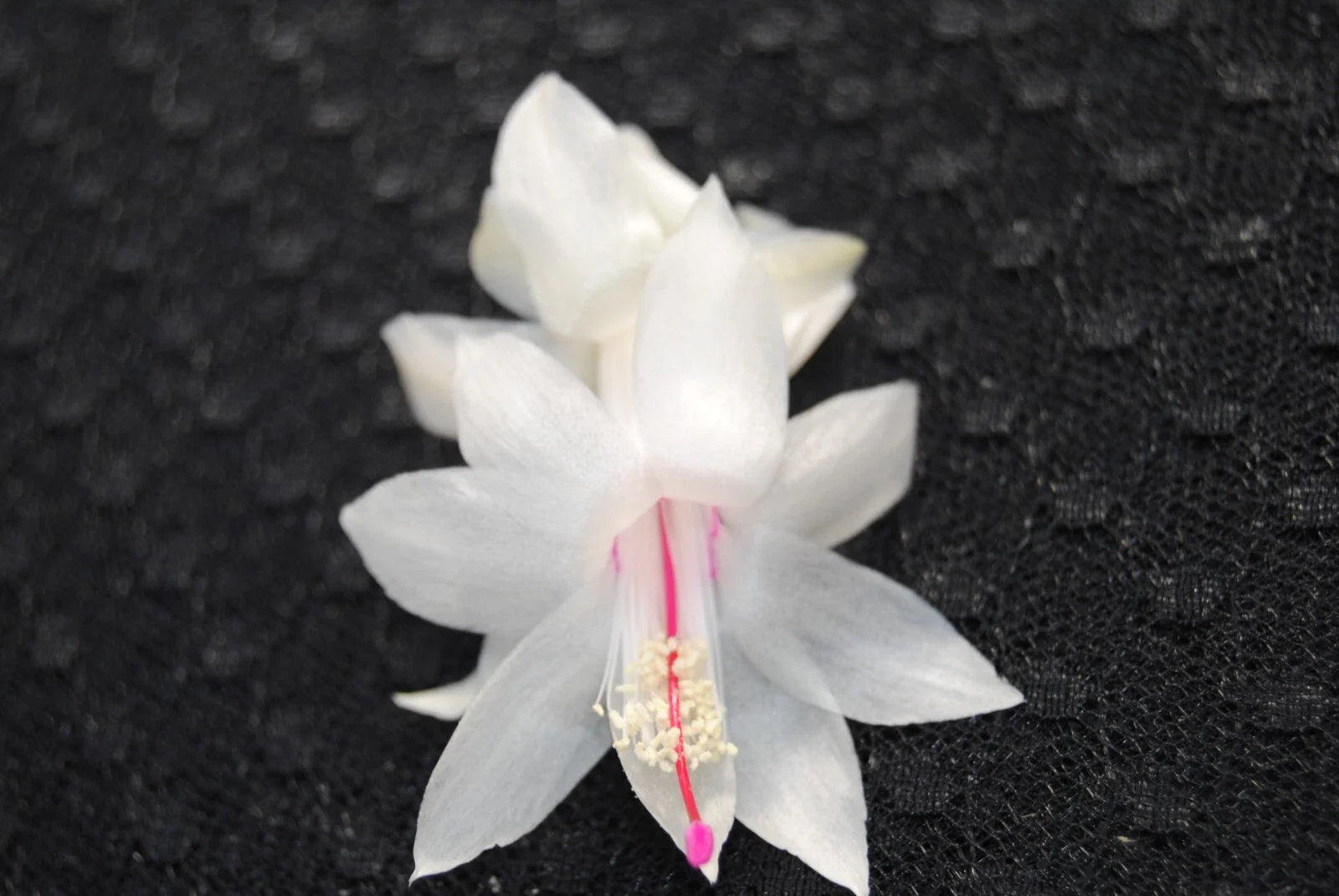 Christmas Cactus Starter Plant - THOR BRITT - Schlumbergera Truncata - Well Rooted (1 Plant)