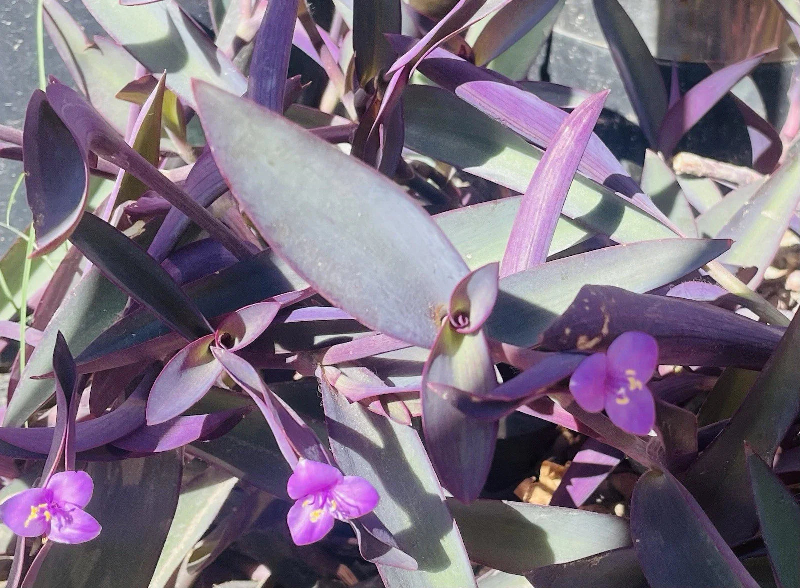 Tradescantia Clippings - 15 Purple Heart Cuttings - Tradescantia Pallida