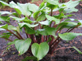 Hosta Plant in 5.25" Pot - Xcuse Me Variety with Red Stems - Well Rooted Perennial (Hosta spp.)