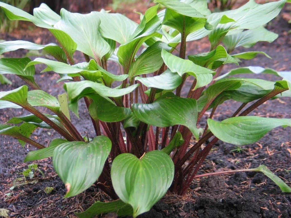 Hosta Plant in 5.25" Pot - Xcuse Me Variety with Red Stems - Well Rooted Perennial (Hosta spp.)