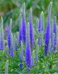 ULSTER DWARF BLUE Veronica Bare Root Starter Plant - Veronica sp. - USA Seller