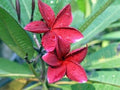 Red Plumeria Seeds - 5 Perennial Flower Seeds - Frangipani (Plumeria)