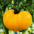 Yellow Brandywine Tomato Seeds | Golden Beefsteak Vegetable Seeds | Heirloom Tomato Varieties | 2025