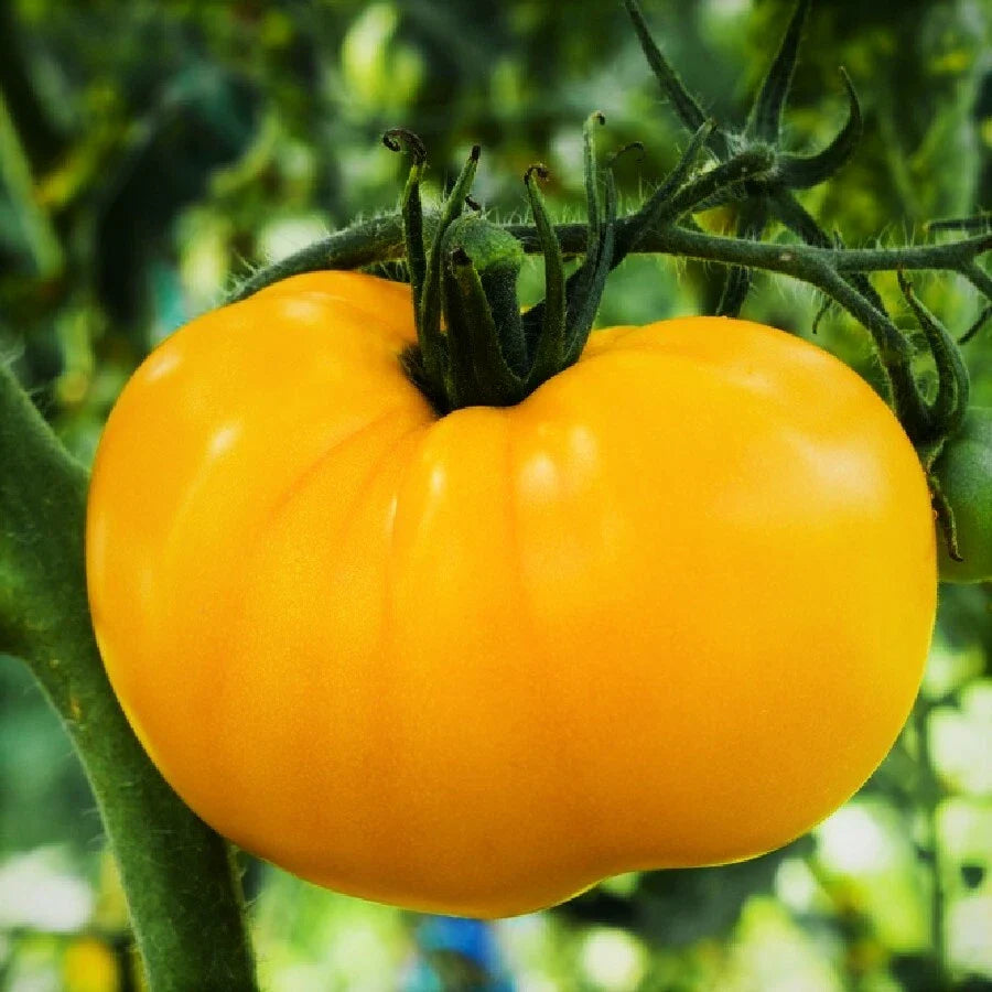 Yellow Brandywine Tomato Seeds | Golden Beefsteak Vegetable Seeds | Heirloom Tomato Varieties | 2025