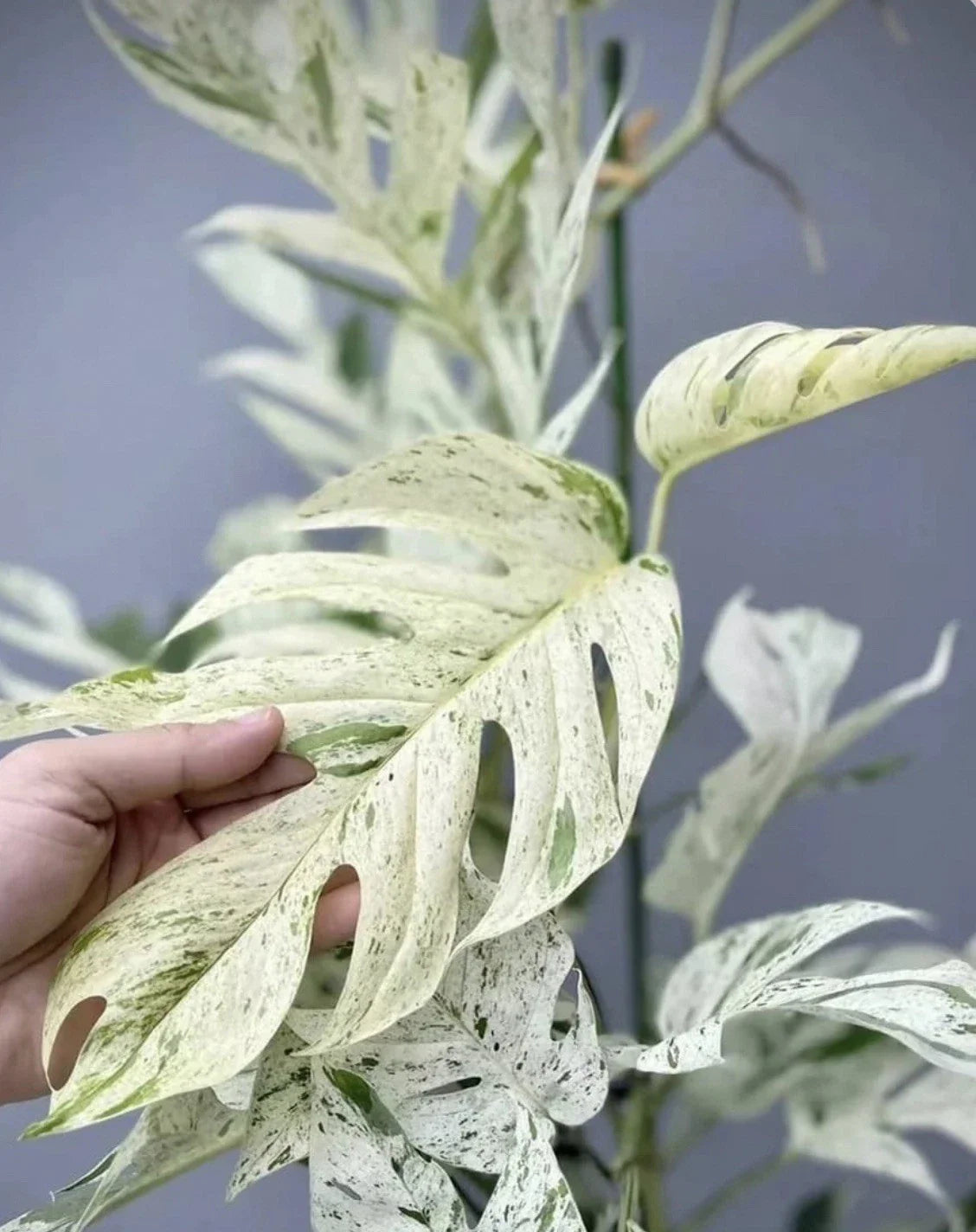 Epipremnum Pinnatum Marble Cutting - 1 Plant - Variegated Pothos - Indoor Houseplant