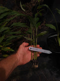 Rare White Turmeric Plant - Small Curcuma Longa - Fresh Roots - Unique Herb Variety