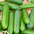 Organic Muncher Cucumber Seeds - 30+ Count - Easy Patio Container Vegetable Gardening - Cucumis sativus