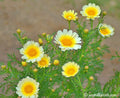 Crown Daisy Seeds 100 Pack Fresh Flower Seeds for Gardening, Chrysanthemum coronarium