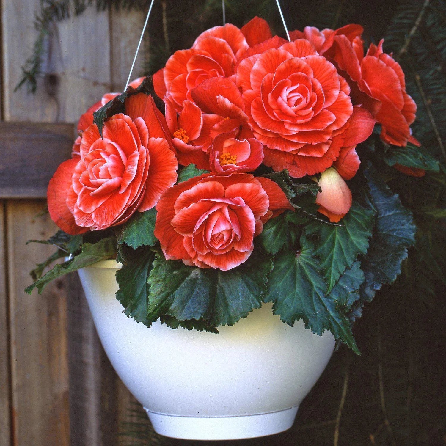 Begonia Seeds - 100 Count - Glory Hot Tip Salmon - Begonia x hybrida