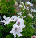 Regal Geranium Cuttings 3"x6" Stunning White & Purple Pelargonium (Pelargonium x hortorum)