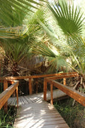 20 Seeds California Fan Palm Washingtonia filifera - Drought Tolerant, Hardy Landscape Plant Seeds