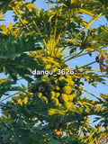 Hawaiian Papaya Tree 5"-10" Live Plant | Sweet Gold Fruit | Carica papaya | Tropical Fruit Plant