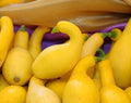 Crookneck Squash Seeds - 30 Count - Heirloom Yellow Variety - Cucurbita pepo - USA Grown