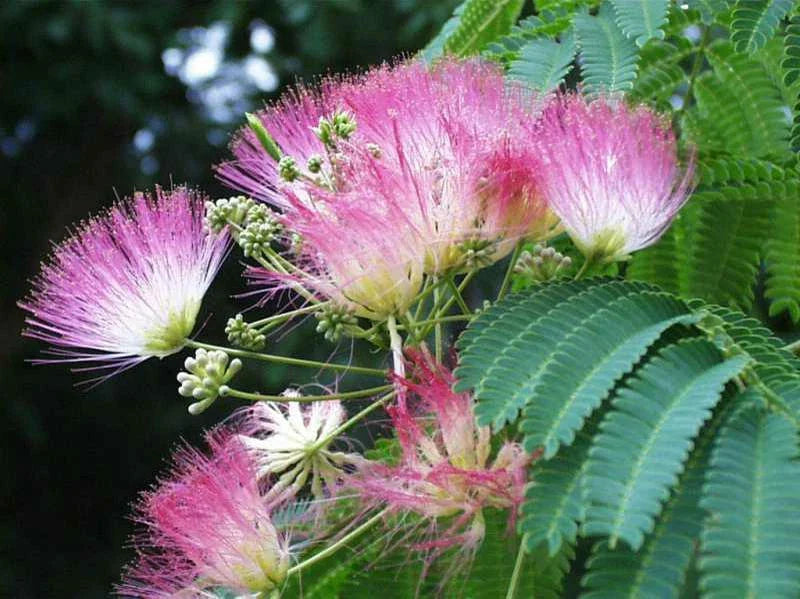 Live Mimosa Tree Seedlings 1'-2' Pink Flowers Albizia Julibrissin Fragrant Bare Root
