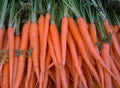 Fresh Carrot Seeds - Tendersweet Variety - 200 Count - Daucus carota - Free USA Shipping