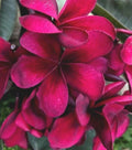 Bright Pink Plumeria Seeds - 5 Perennial Flower Seeds - Frangipani (Plumeria)