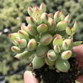 Rare Cotyledon Pendens Succulent Cuttings - 3 Fresh Live Indoor Garden Decor Plants