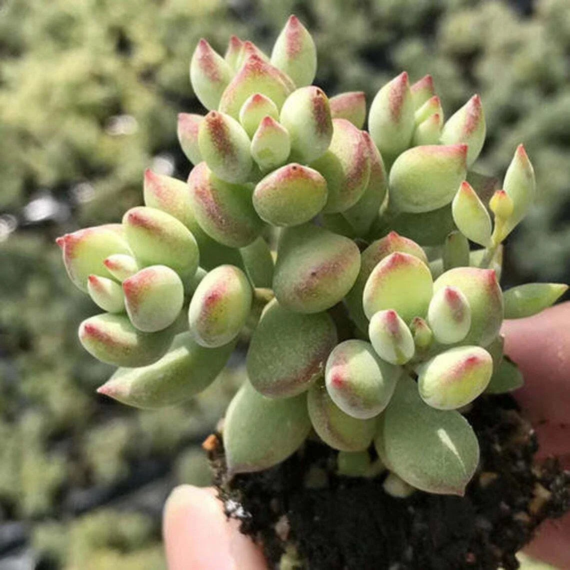Rare Cotyledon Pendens Succulent Cuttings - 3 Fresh Live Indoor Garden Decor Plants