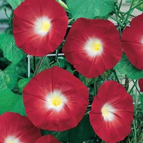 Red Ipomoea Climbing Vine Seeds - 100 Count - Fast-Growing, Ornamental, Garden Plant, Morning Glory (Ipomoea purpurea)