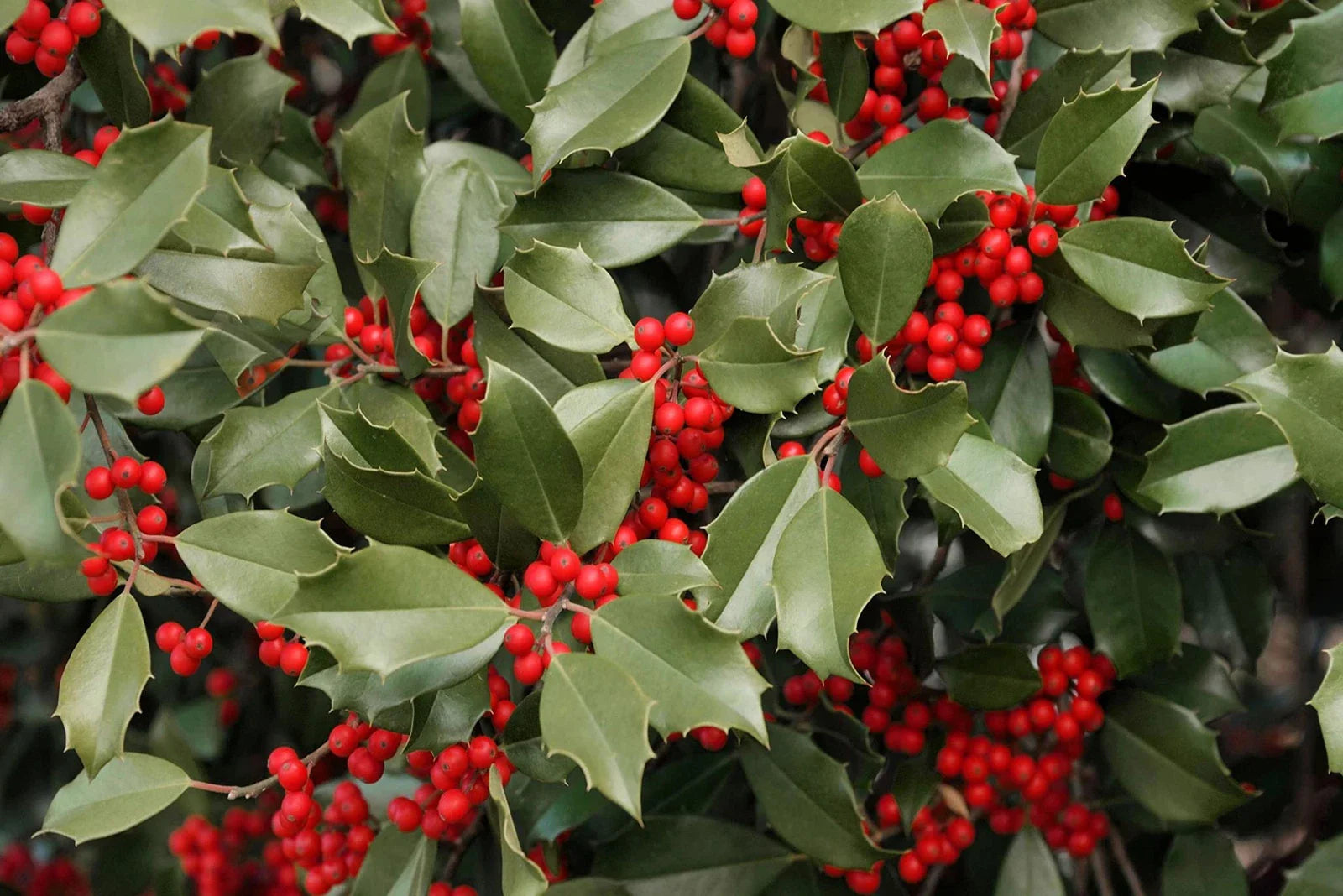American Holly Seeds - 30 Seeds - Ilex opaca - Ideal for Planting, Evergreen Shrub, Attractive Berries