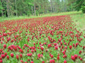 Crimson Clover Seeds 1 OZ | Groundcover Food Plot | Native Wildflower for Pollinators | Trifolium incarnatum
