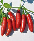 Serrano Pepper Seeds, 100 Non-GMO Heirloom Seeds, Hot Chile Peppers, Capsicum annuum