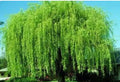 Wisconsin Weeping Willow Cuttings - 2 Live Plant Cuttings - Salix babylonica