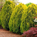 Golden Oriental Arborvitae Tree Seeds - 30 Pack - Platycladus orientalis - Ideal for Planting and Landscaping