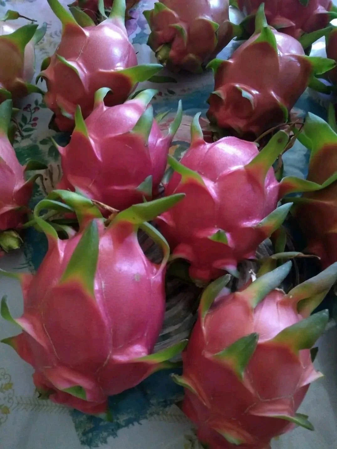 Organic Dragon Fruit Cuttings 8-12 Inches - Hylocereus Undatus - 10 Healthy Plant Propagation Pieces