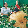 Dill's Atlantic Giant Pumpkin Seeds | Heirloom Non-GMO | Easy to Grow | Cucurbita maxima