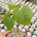 Shaving Brush Tree Cactus Plant - Pseudobombax ellipticum - Live Succulent for Home Decor and Gardening
