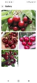 Black Cherry Seeds 10+2 Free | Sweet Edible Fruit | Prunus serotina | USA Native Tree | Zones 3-9
