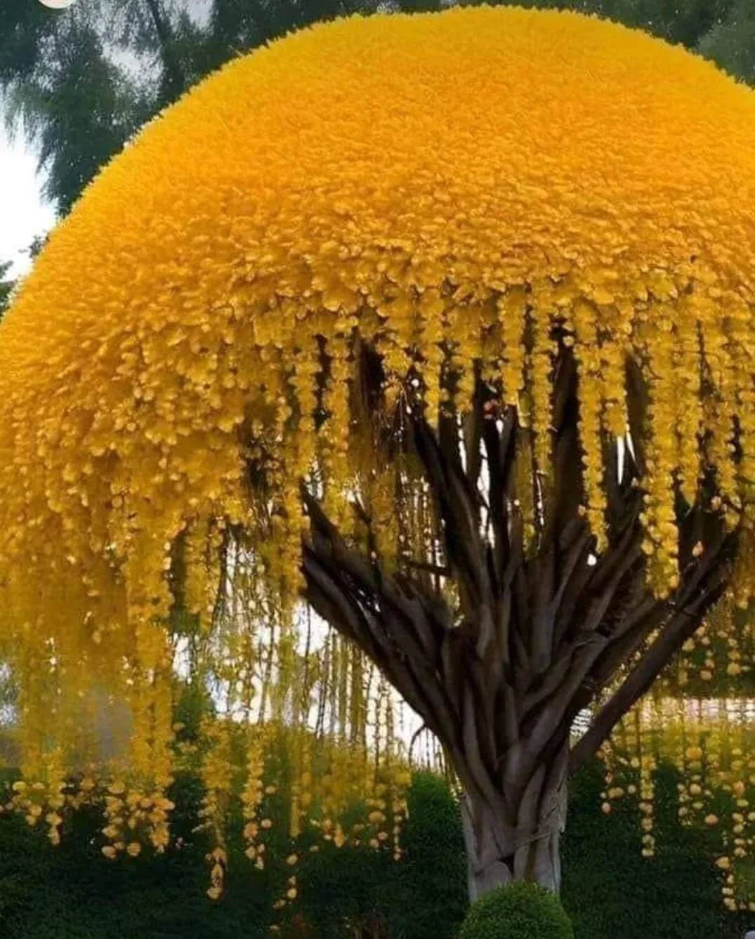 Golden Shower Tree Seeds (10 Seeds) - Cassia fistula - Stunning Weeping Yellow Bloom for Planting