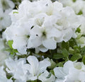 White Azalea Live Plant 10" Tall - 3" Pots - Azalea Indica Alaska - Zones 6-9