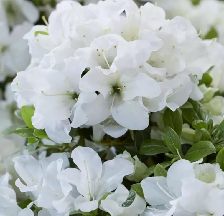 White Azalea Live Plant 10" Tall - 3" Pots - Azalea Indica Alaska - Zones 6-9