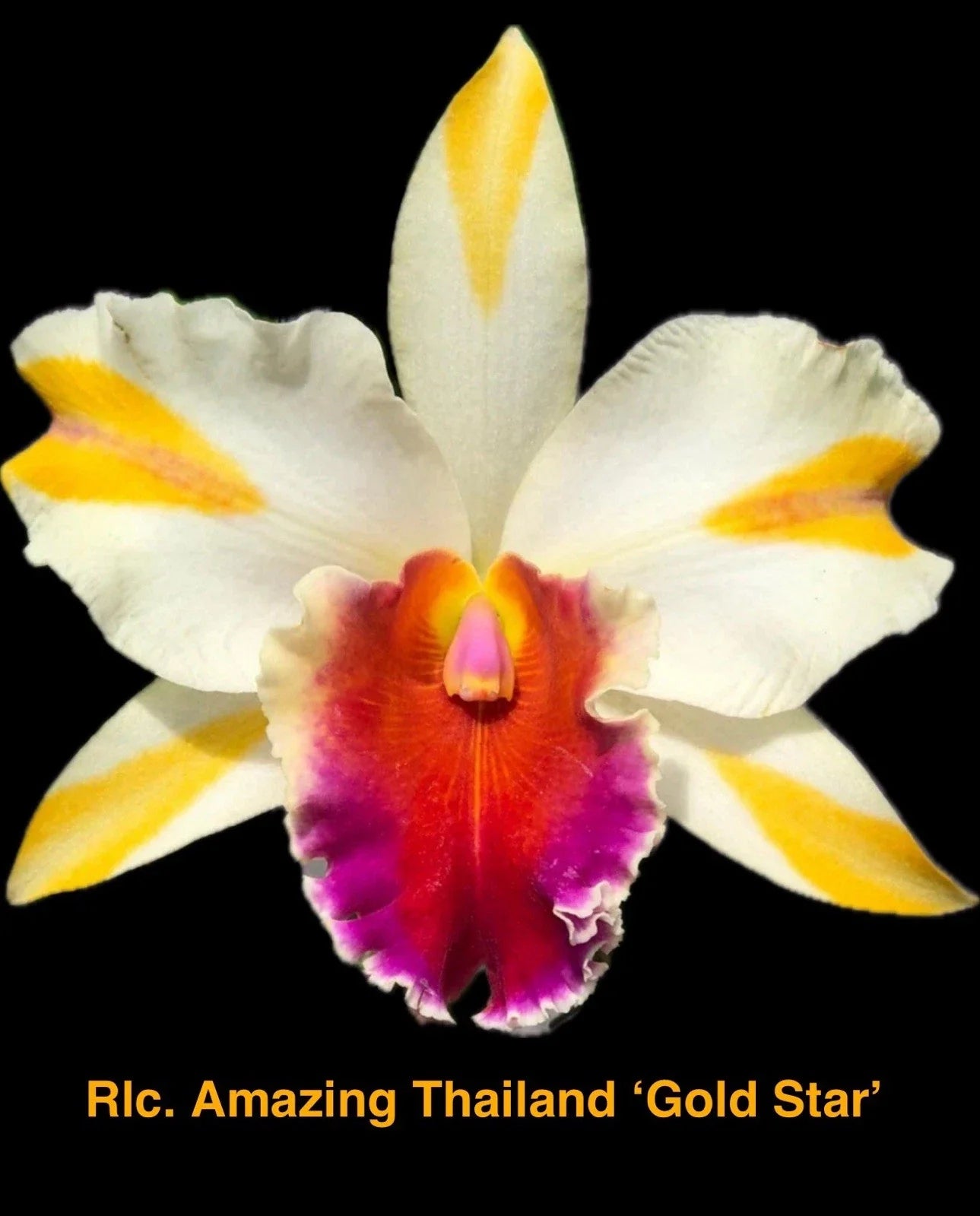 Rhyncholaeliocattleya Orchid Plant 4” Amazing Thailand ‘Gold Star’ Hybrid