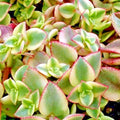 Succulent Crassula Perforata Variegated 1" Live Plants Pair - Crassula perforata 'Variegata'