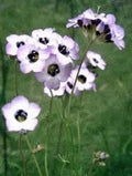 Bird's Eye Gilia Seeds - 500 Count - Delicate Lavender Blooms - Gilia tricolor