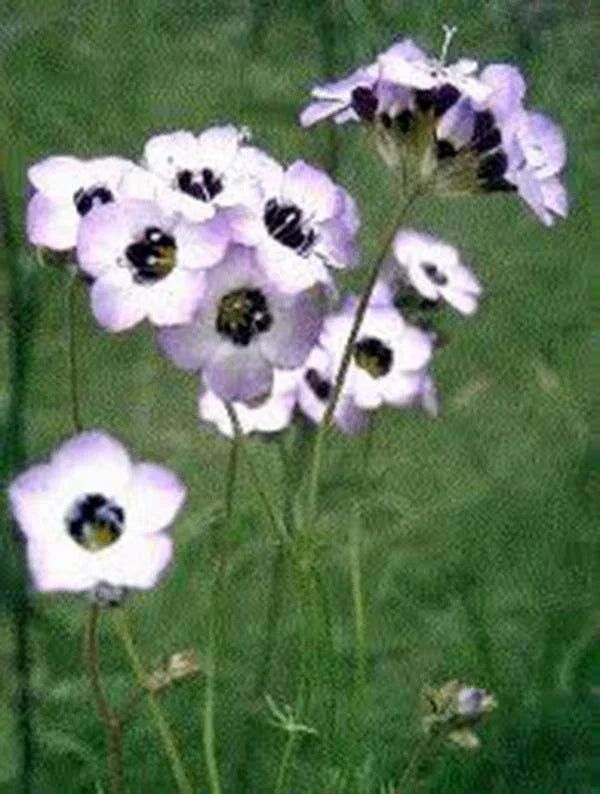 Bird's Eye Gilia Seeds - 500 Count - Delicate Lavender Blooms - Gilia tricolor