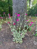 Rose Campion Plants - Live Established Perennials - 5 Pack - Lychnis coronaria - Organic, Flowering, 2+ Years Old