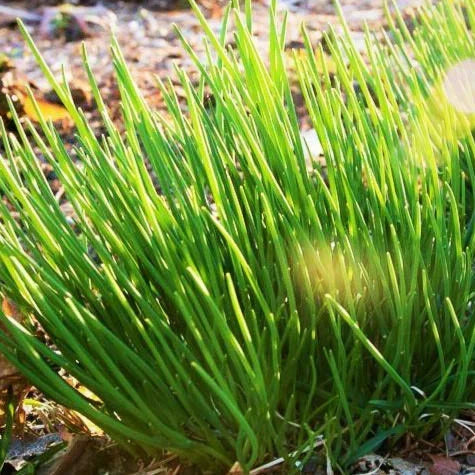 Onion Chives Seeds - 500+ Count - Allium schoenoprasum - USA Garden Vegetable for 2025 Planting