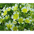 Poached Egg Plant Seeds - 130 Seeds - Limnanthes douglasii - Meadow Foam - Great for Gardens and Pollinator-Friendly Spaces