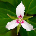 Painted Trillium Bare Root Live Plant - Trillium Undulatum Perennial for Garden