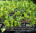 Kinnikinnick Ground Cover Plant 3.5" - Arctostaphylos Uva-Ursi - Attracts Hummingbirds, Evergreen, Drought-Tolerant